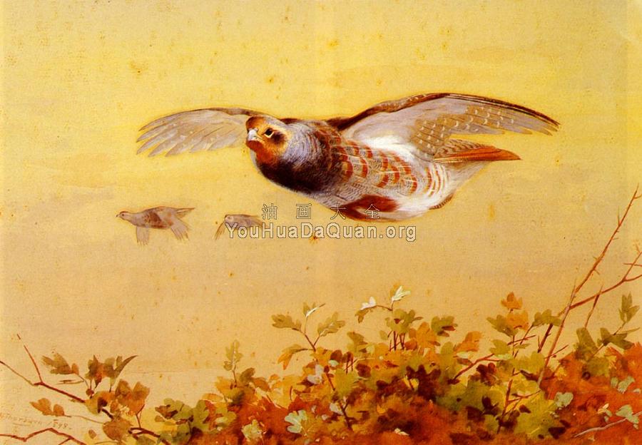 English Partridge In Flight - 阿奇博尔德·索伯恩